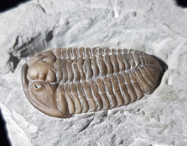 Flexicalymene meeki (FOERSTE 1910) - Bild © FossNet FossilienStore